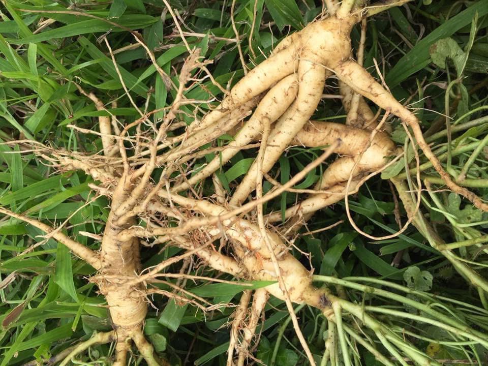 Nhân sâm tươi Tà Đùng — sâm bố chính loại thường, sâm tươi từ 1 triệu/kg